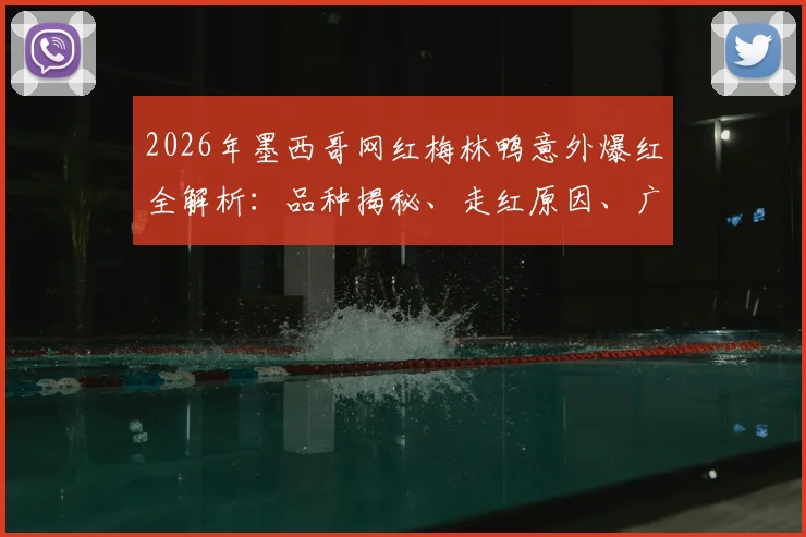 2026年墨西哥网红梅林鸭意外爆红全解析:品种揭秘、走红原因、广告合作与“非官方吉祥物”背后法律风险探讨