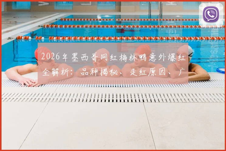 2026年墨西哥网红梅林鸭意外爆红全解析：品种揭秘、走红原因、广告合作与“非官方吉祥物”背后法律风险探讨
